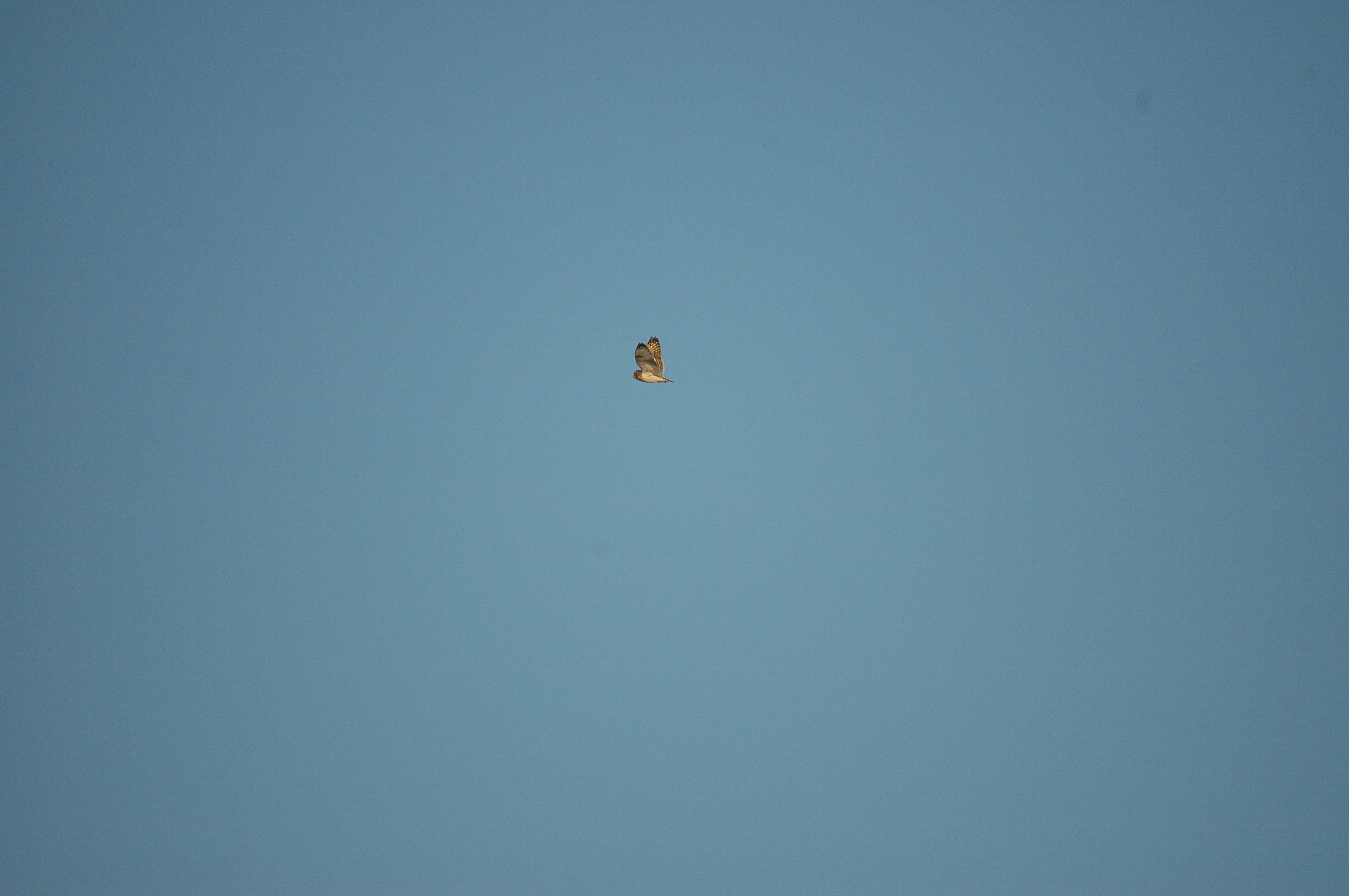 photos/wildlife/Bird_Species/085-Typical_Owls/2826-Short-eared Owl/DSC_4759.JPG